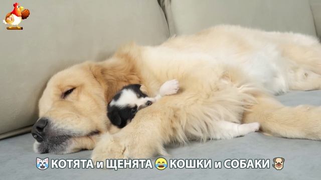 Котята и Щенята 😹 Кошки и Собаки ❣️🥰😂 (15)