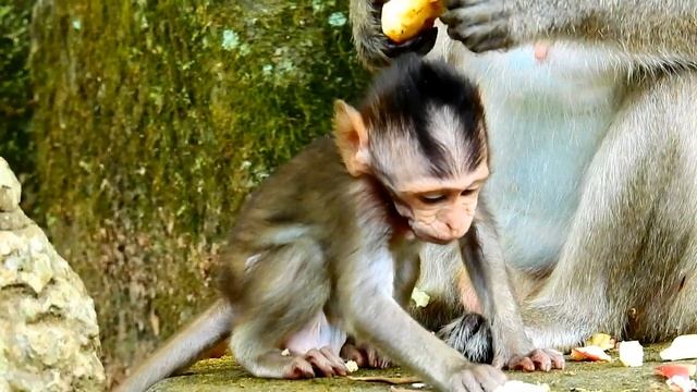 Very cute smart baby Stormy they play very happy with friends and family смотреть онлайн