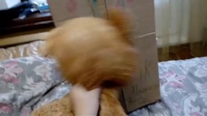 КОРОЧЕ ГОВОРЯ, "КЛИП" LOLLY BOMB ВЫШЕЛ!!!