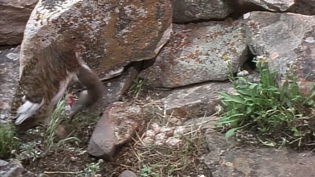 WILD AMERICA: A NEST IS BEST 🌍 Full Exclusive Documentary Premiere 🌍 English HD 2024