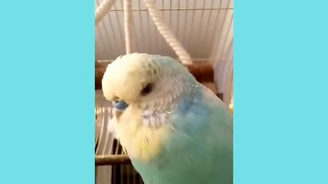 Говорящий попугай Лучик