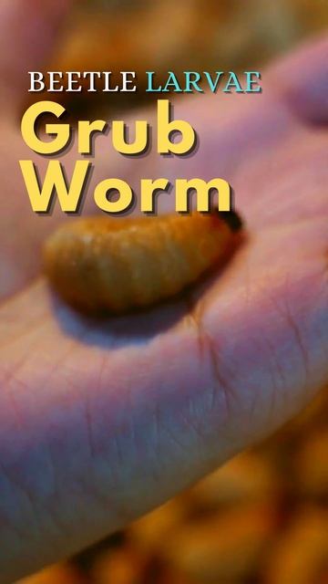 3D BIOLOGY | Beetle larvae or Grub Worm | #neet #biology #explore #medical #shortsfeed #shorts