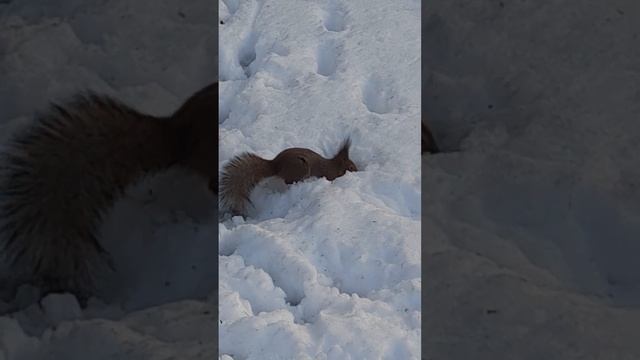 БЕЛКА..5 АПРЕЛЬ...2023 ГОД....🐿🐿🐿🐿🐿🐿🐿🐿🐿 смотреть онлайн