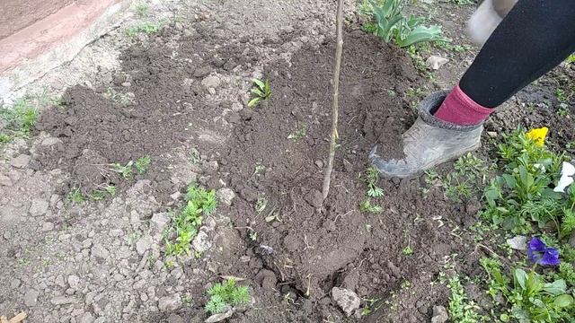 этот красивый многолетник украсит любой цветник смотреть онлайн