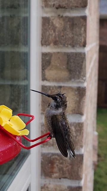 Мокрый колибрик #hummingbird #колибри