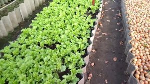 Кукуруза осенью. Можно ли вырастить к зиме?