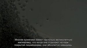 Невероятная маскировка лишайникового кузнечика: видео