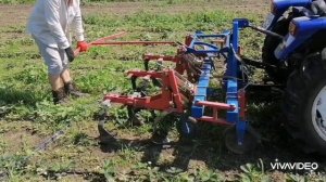 Культивация ремонтантной клубники трактором lovol 244. 04.07.2023