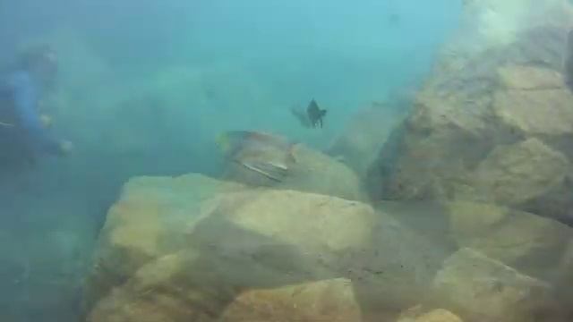 Scuba Dive Lake Tanganyika with Ndole Bay Lodge, Zambia смотреть онлайн