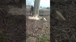 Пилим огромные тополя.