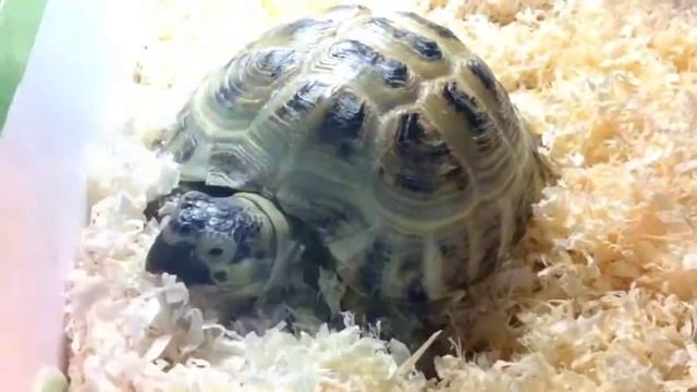 няшная Доля:3 смотреть онлайн