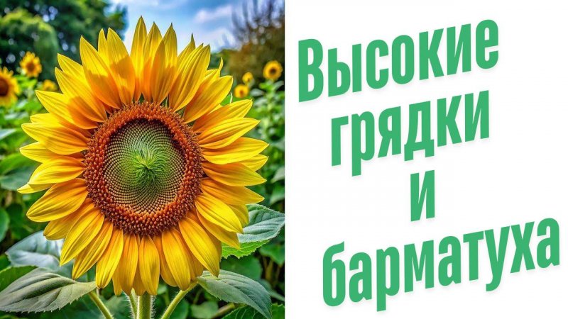Высокие грядки и Барматуха.