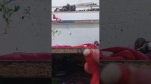 лепим осьминога.mp4