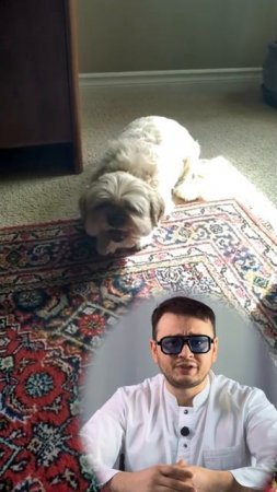 Приступы кашля у шпица