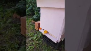 6 рамочный улей из ППС