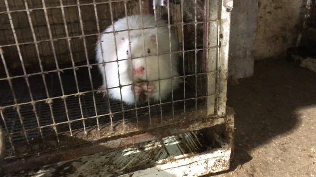 Ощенились все нутрии. Проектирую СУПЕРВОЛЬЕР смотреть онлайн