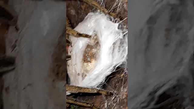 Wie der nächste Nachwuchs von #brazilianwanderingspider #phoneutria (2) смотреть онлайн