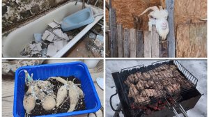 Наши новости: Судьба Беляша/Разгромили ванную/Для чего БУЖУ георгины