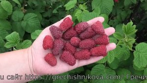ЛЯЧКА супер сорт малины для рынка