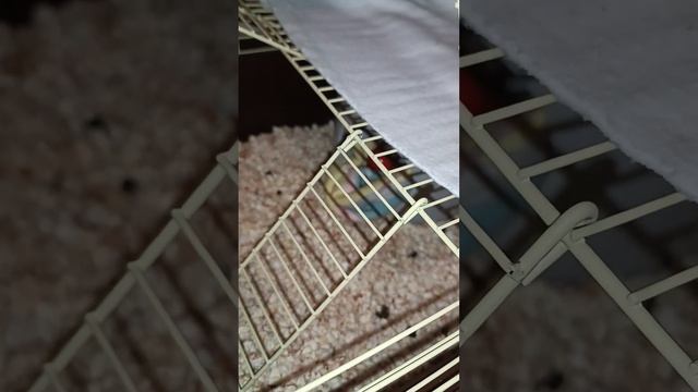 Милка ест черешню 🍒