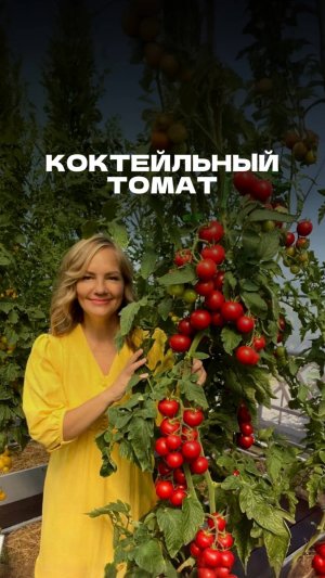 🍅 ТОМАТ МАСКОТТА F1 – СОЧНЫЙ И УРОЖАЙНЫЙ