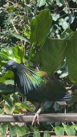 Colorful Nicobar Pigeon Bird