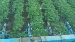 Окучивание картофеля на Т70