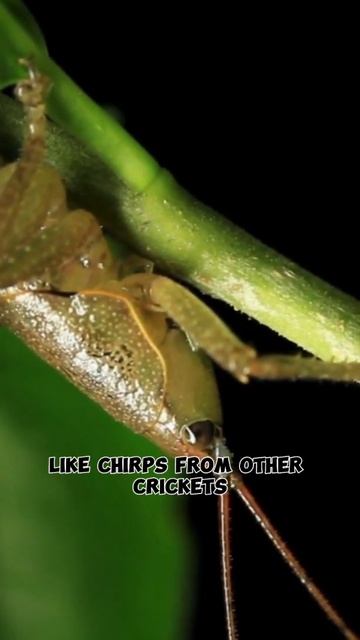 Knee-Deep Listening: The Fascinating World of Cricket Ears #facts #cricket #ears #knee #insects смотреть онлайн