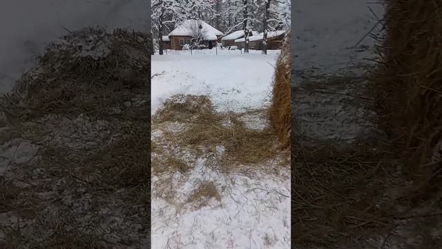 Пони запрягли в сани. смотреть онлайн