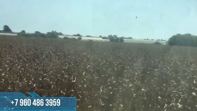 Кукурузная жатка обзор Приехали убирать турецкую кукурузу