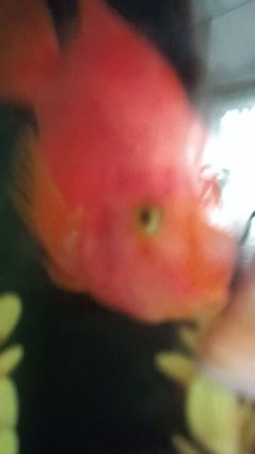 милые рыбки смотреть онлайн