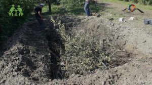 Рекордный урожай  без полива . Грядка Хольцера.