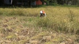 South India.Rice harvesting. Сбор урожая риса.