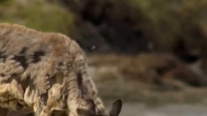 Дикая природа Аляски Документальные фильмы National Geographic HD