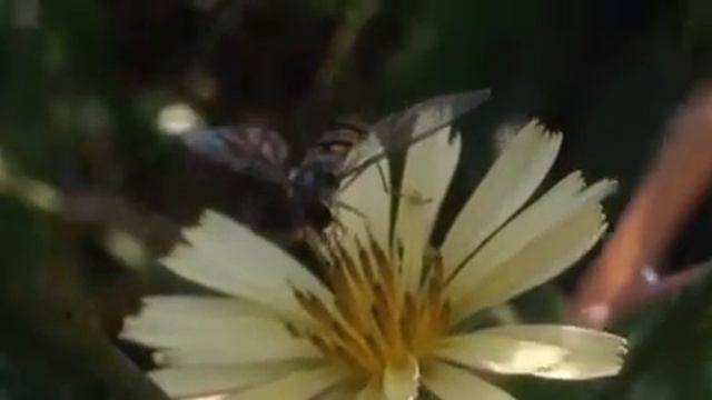 씀바귀 꽃에서 꿀을 빨아먹고 있는 호리꽃등에, Episyrphus balteatus, marmalade hoverfly, 细扁食蚜蝇, ホソヒラタアブ смотреть онлайн