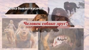 Нападение собак, страшная статистика 2025 года...