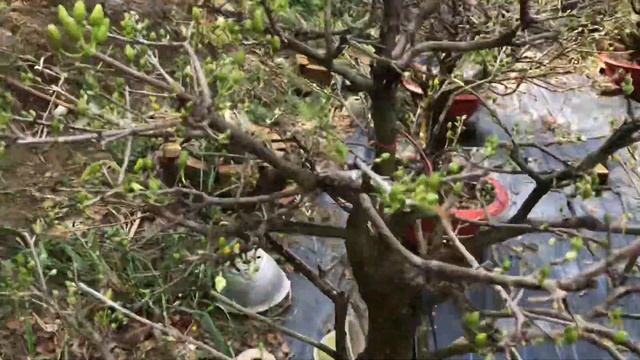 23 âm lich kiểm tra nụ mai mẹo giúp cây nở đồng loạt смотреть онлайн