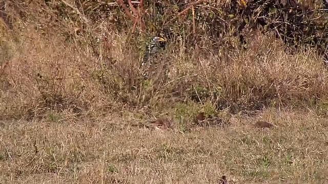 Djuma: Dwarf Mongoose group and Yellow-billed Hornbill - 08:35 - 06/16/21 смотреть онлайн