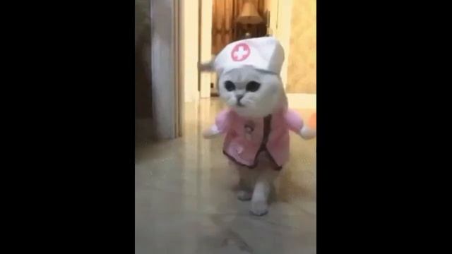 Смешные коты. Приколы.Коты 6 смотреть онлайн