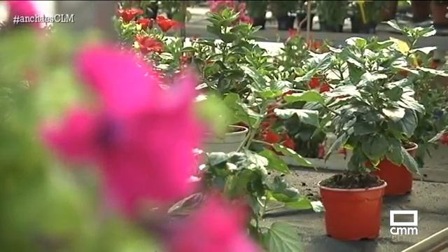 Flores de temporada - Ancha es CLM - CMM смотреть онлайн