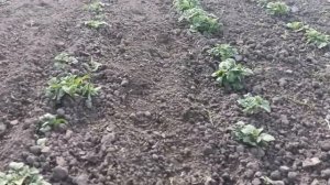 Работа бензокультиватора на огороде.
