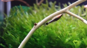 Отоцинклюс аффинис Otocinclus affinis