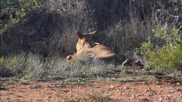 dingo western australia cape range national park смотреть онлайн