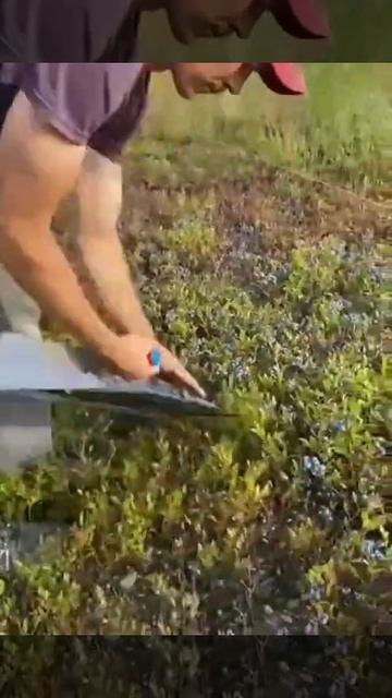 Panen Buah Blueberry #shorts смотреть онлайн