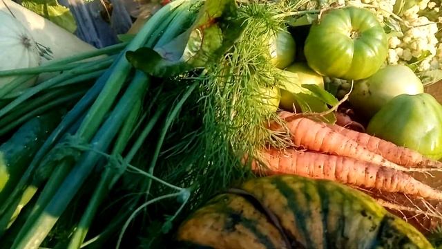 Август .Урожай 20 20.Я довольна результатом .Все есть и всего много.Месяц росло все само по себе. смотреть онлайн