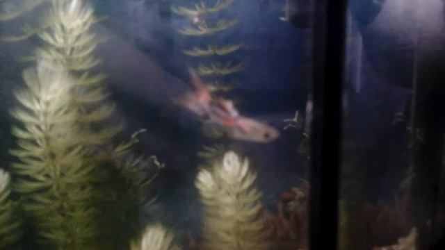 Одинокий гуппи смотреть онлайн