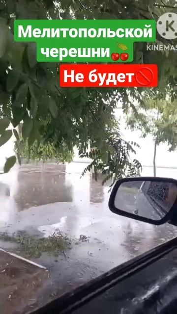В связи с погодными условиями черешни в Мелитопольском регионе мало#мелитополь #черешня #россия