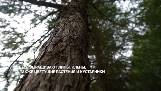 Порядка 3 тысяч деревьев для нужд Вологды могут выращивать в дендрологическом саду ВГМХА