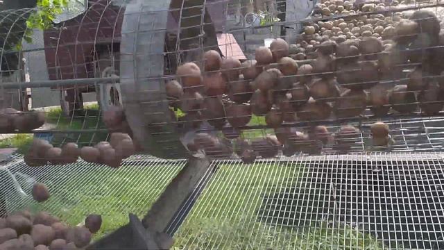 Сортировка картофеля, лето 2020. смотреть онлайн