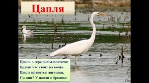 Животный мир России